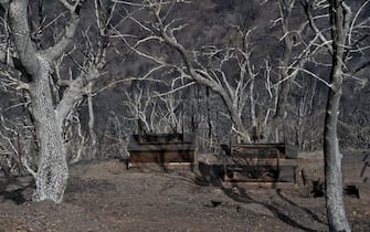 Alberi devastati da uno degli incendi che hanno colpito l'Algeria nell'agosto 2021