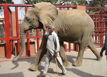 In this photograph taken on February 28, 2018, caretaker Yousuf Masit walks with an elephant at the Karachi Zoo in Karachi. - There are not enough vets at the Karachi Zoological Garden to give proper treatment to its more than 850 animals, many held in cages built over a century ago. (Photo by RIZWAN TABASSUM / AFP) / To go with Pakistan-social-zoo-animal,FEATURE by Ashraf Khan        (Photo credit should read RIZWAN TABASSUM/AFP via Getty Images)