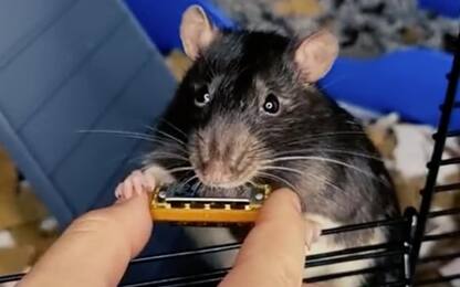Il topolino che suona l’armonica è una hit su Spotify. VIDEO