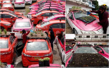 Covid, a Bangkok i taxi in disuso diventano orti. FOTO