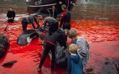 Faroe, mattanza nella caccia tradizionale: uccisi 1500 delfini