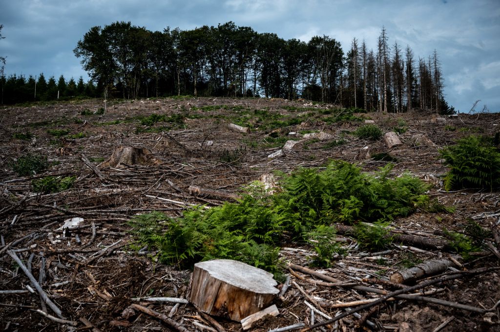 1235286056 View of a parcel of land where plantations of softwoods have been felled by forestry workers, in the Morvan Regional Natural Park (Parc naturel regional du Morvan), near Dun-Les-Places, central France, on September 3, 2021. - To protect the forest against the industrial plantations of softwoods, which are pushing back more and more oaks, beeches and other hardwoods, inhabitants of the Morvan are buying up plots of land to prevent them from being invaded by Douglas pine. (Photo by JEAN-PHILIPPE KSIAZEK / AFP) (Photo by JEAN-PHILIPPE KSIAZEK/AFP via Getty Images)
