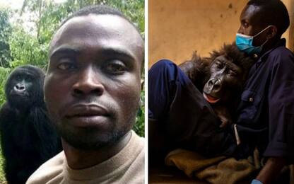 Il Congo piange Ndakasi, la gorilla star dei selfie