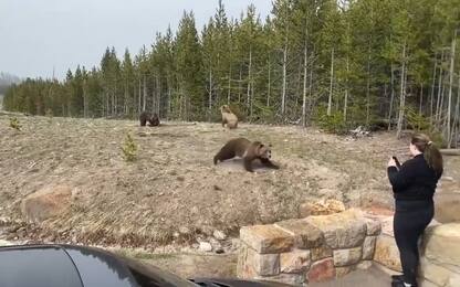 Usa, donna condannata per essersi avvicinata troppo a una grizzly