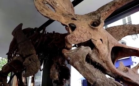 France, le plus grand squelette de tricératop jamais trouvé aux enchères.  VIDÉOS