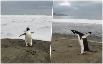 Pinguino antartico viaggia per 3000 km e arriva in Nuova Zelanda