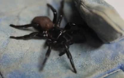 Zoo australiano riceve ragno velenoso gigante. VIDEO