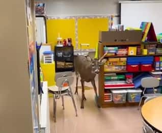 Sorpresa in una scuola di Springfield: un cervo tra i banchi. VIDEO
