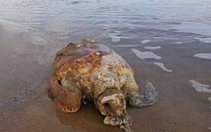 Zanzibar, 7 morti per aver mangiato carne di tartaruga velenosa