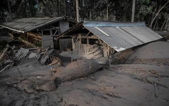 EDITORS NOTE: Graphic content / A dead livestock is seen in an area covered in volcanic ash at Sumber Wuluh village in Lumajang on December 5, 2021, after the Semeru volcano eruption that killed at least 13 people. (Photo by JUNI KRISWANTO / AFP) (Photo by JUNI KRISWANTO/AFP via Getty Images)