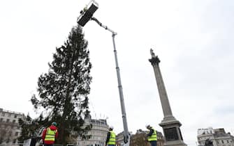 Workers put the finishing touches to the Trafalgar Square Christmas Tree ahead of the lighting ceremony later this week. Picture date: Tuesday November 30, 2021. (Photo by James Manning/PA Images via Getty Images)