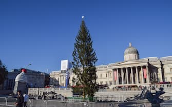 LONDON, UNITED KINGDOM - 2021/12/02: The Christmas tree has been installed at Trafalgar Square.  This year's tree has been criticized for being substandard, sparse and thin.  Christmas trees have been sent each year to London as a gift by Norway since 1947. (Photo by Vuk Valcic / SOPA Images / LightRocket via Getty Images)