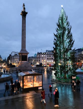 LONDON, UNITED KINGDOM - DECEMBER 03, 2021 - The Trafalgar Square Christmas Tree and Christmas crib by Tomoako Suzuki. (Photo credit should read Matthew Chattle/Future Publishing via Getty Images)
