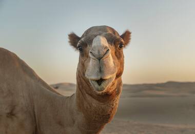 Arabia Saudita, botox ai cammelli per vincere concorso bellezza