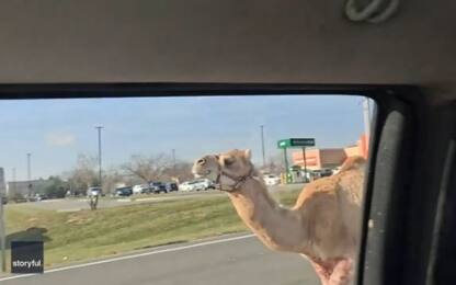Kansas, cammello scappa da un presepe vivente. VIDEO