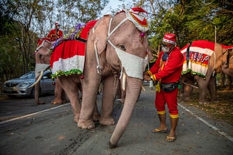 PHRA NAKHON SI AYUTTHAYA, THAILAND - DECEMBER 24: Elephant trainers dress their elephants in Santa Claus costumes before delivering gifts to children at the Jirasat Wittaya elementary school on December 24, 2021 in Phra Nakhon si Ayutthaya, Thailand. Each year, elephants from the Royal Elephant Palace in Ayutthaya are dressed up in Santa Claus costumes and visit children at the Jirasat Wittaya elementary school to perform and hand out presents. This year elephants distributed balloons and hand sanitizer to students dressed for the holidays.  (Photo by Lauren DeCicca/Getty Images)