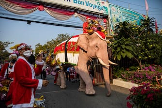 PHRA NAKHON SI AYUTTHAYA, THAILAND - DECEMBER 24: Elephants dressed as Santa Claus arrive to the Jirasat Wittaya elementary school for a Christmas performance on December 24, 2021 in Phra Nakhon si Ayutthaya, Thailand.  Each year, elephants from the Royal Elephant Palace in Ayutthaya are dressed up in Santa Claus costumes and visit children at the Jirasat Wittaya elementary school to perform and hand out presents.  This year elephants distributed balloons and hand sanitizer to students dressed for the holidays.  (Photo by Lauren DeCicca / Getty Images)