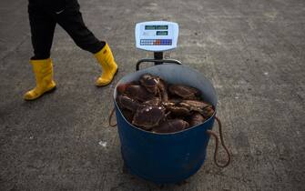 epa07418915 (15/66) A bucket full of crabs is seen as fisherman unloads his catch in Newlyn Harbour, Cornwall, Britain, 25 February 2019. The local community of fishermen and locals in Newlyn prepare for Brexit. Britain is scheduled to leave the European Union on 29 March 2019, two years after Prime Minister Theresa May invoked Article 50, the mechanism to notify the EU of her country's intention to abandon the member's club after the tightly-contested 2016 referendum. The results of that referendum exposed a divided nation. Leave won, claiming 52 percent of the overall vote. Voters in England and Wales came out in favor of leave, while Scotland and Northern Ireland plumped for remain. It was still unclear on what terms the UK would leave the EU, with lawmakers having rejected Prime Minister Theresa May's initial deal hammered out with the EU, the fruit of years of negotiations. There was also talk of extending the March 29 deadline, which would delay Brexit, as well as the floating of a second referendum, with the opposition Labour Party of Jeremy Corbyn appearing to now throw its weight behind that. Citizens and industries across the UK, including the banking, tourism and farming sectors, and many of whom rely on exporting products or bringing in goods from Europe, will have to adapt in a post-Brexit Britain, whether there is a deal with the EU or not.  EPA/WILL OLIVER  ATTENTION: For the full PHOTO ESSAY text please see Advisory Notice epa07418899 , epa07418900