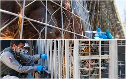 Covid, in Cile vaccinati 10 animali di uno zoo
