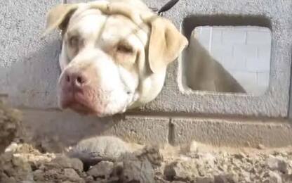 Usa, cane salvato dopo che la sua testa è rimasta incastrata nel muro