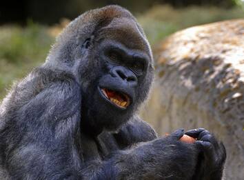 È morto Ozzie, il gorilla maschio più anziano del mondo