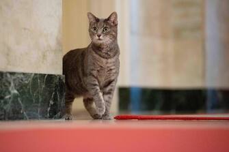 Dopo tanti cani, alla Casa Bianca è arrivato anche un gatto