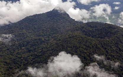 Foresta Amazzonica, ecosistema a rischio collasso entro il 2050