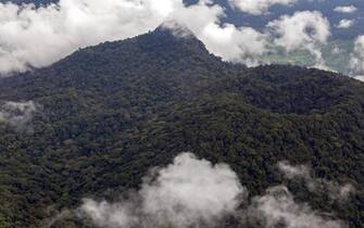 Le foreste proteggono la vita sul Pianeta. Per celebrare la Giornata internazionale di questi 'polmoni verdi' della Terra, Greenpeace ha messo insieme alcune delle immagini più significative provenienti da ogni angolo del mondo. Nello scatto una visuale della foresta pluviale del Camerun. Il 21 marzo 2013. ANSA/US/Alex Yallop