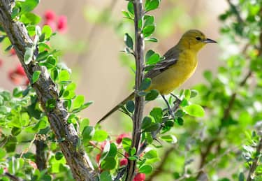 North America, Mexico ,Baja California Sur, El Sargento, Orchard-Oriole, Icterus spurius, female. (Photo by: Dukas/Universal Images Group via Getty Images)