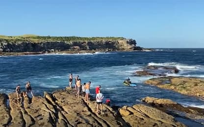Australia, attacco di uno squalo bianco a Sydney: morto un sub. VIDEO