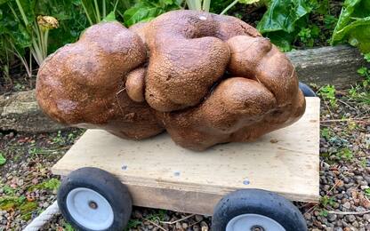 Nuova Zelanda, la “patata più grande del mondo” non è una patata