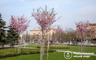 Flowering Mariupol