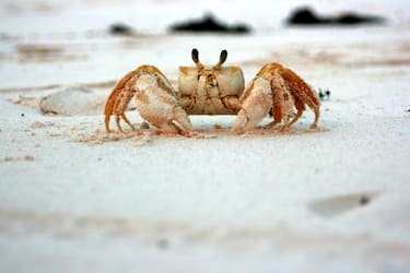 Crab at Greenwood Beach, Cat Island, Bahamas. sand, pink, walking walk