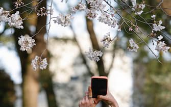 March 25, 2022, Tokyo, Japan: A warning sign to refrain from Hanami parties during the cherry blossom season is displayed outside Yoyogi Park. The Tokyo Metropolitan Government announced restrictions for people unfurling picnic mats under sakura trees for Hanami (flower viewing) parties in some city parks during the cherry blossom season to prevent the spread of new coronavirus cases in the capital.



Pictured: GV,General View

Ref: SPL5299089 250322 NON-EXCLUSIVE

Picture by: Rodrigo Reyes Marin/ZUMA Press Wire / SplashNews.com



Splash News and Pictures

USA: +1 310-525-5808
London: +44 (0)20 8126 1009
Berlin: +49 175 3764 166

photodesk@splashnews.com



World Rights, No Argentina Rights, No Belgium Rights, No China Rights, No Czechia Rights, No Finland Rights, No France Rights, No Hungary Rights, No Japan Rights, No Mexico Rights, No Netherlands Rights, No Norway Rights, No Peru Rights, No Portugal Rights, No Slovenia Rights, No Sweden Rights, No Taiwan Rights, No United Kingdom Rights