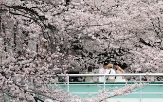 epa09852678 A newlywed couple stand under cherry blossoms in full bloom in Tokyo, Japan, 27 March 2022, the day the Japan Meteorological Agency declared full bloom of cherry blossoms in the Japanese capital. Due to the continuing spread of the COVID-19, hanami (or cherry blossom-viewing) are restricted in majors parks.  EPA/FRANCK ROBICHON