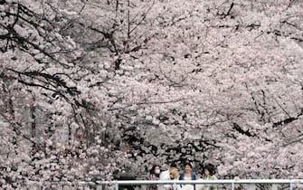 epa09852673 A newlywed couple stand under cherry blossoms in full bloom in Tokyo, Japan, 27 March 2022, the day the Japan Meteorological Agency declared full bloom of cherry blossoms in the Japanese capital. Due to the continuing spread of the COVID-19, hanami (or cherry blossom-viewing) are restricted in majors parks.  EPA/FRANCK ROBICHON