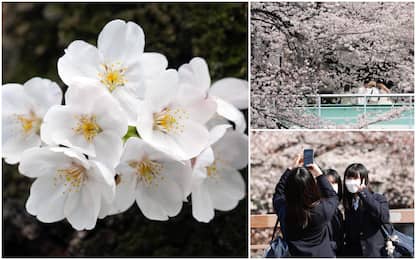 Giappone, la stagione della fioritura dei ciliegi: cosa c’è da sapere