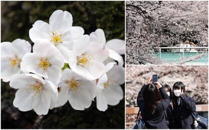 Giappone, la stagione della fioritura dei ciliegi: cosa c’è da sapere