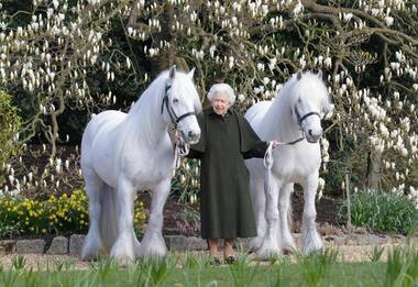 La regina Elisabetta compie 96 anni, la nuova foto tra i suoi due pony