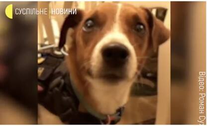 Guerra in Ucraina, Zelensky premia Patron cane anti-mine. VIDEO
