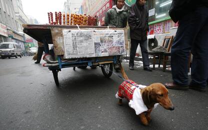 Cina, vietati cani di grossa taglia nel centro di Pechino