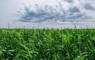 Wheat field on the way to Kramatorsk.  (Photo by Rick Mave / SOPA Images / Sipa USA)