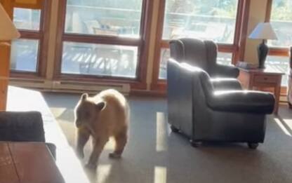 Stati Uniti, un orso irrompe nella hall di un hotel. VIDEO