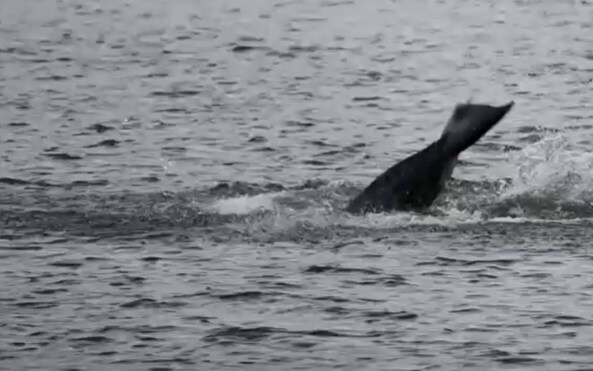 Un'immagine dell'orca nella Senna dei giorni scorsi
