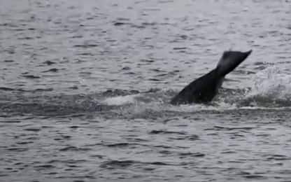 Gibilterra, orche attaccano una barca nel Mediterraneo