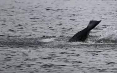 orca-senna-morta-parigi