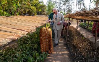 KIGALI, RWANDA - JUNE 22: Britain's Prince Charles, Prince of Wales walks through seedling nurseries as he visits the ARCOS agroforestry site, as part of his visit to Rwanda on June 22, 2022 in Kigali, Rwanda. Prince Charles, The Prince of Wales has attended five of the 24 Commonwealth Heads of Government Meeting meetings held since 1971: Edinburgh in 1997, Uganda in 2007, Sri Lanka in 2013 (representing The Queen), Malta in 2015 and the UK in 2018. It was during the UK CHOGM that it was formally announced that The Prince would succeed The Queen as Head of the Commonwealth. Leaders of Commonwealth countries meet every two years for the meeting which is hosted by a different member country on a rotating basis. (Photo by Arthur Edwards - Pool/Getty Images)