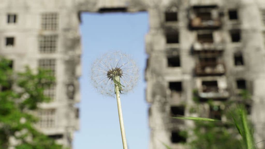A dandelion stands in front of a destroyed residential building in Mariupol on May 31, 2022, amid the ongoing Russian military action in Ukraine. (Photo by STRINGER / AFP) (Photo by STRINGER/AFP via Getty Images)
