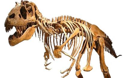 New York, all’asta lo scheletro di un dinosauro di 76 milioni di anni