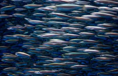 A San Francisco "piovono acciughe dal cielo", ecco perché
